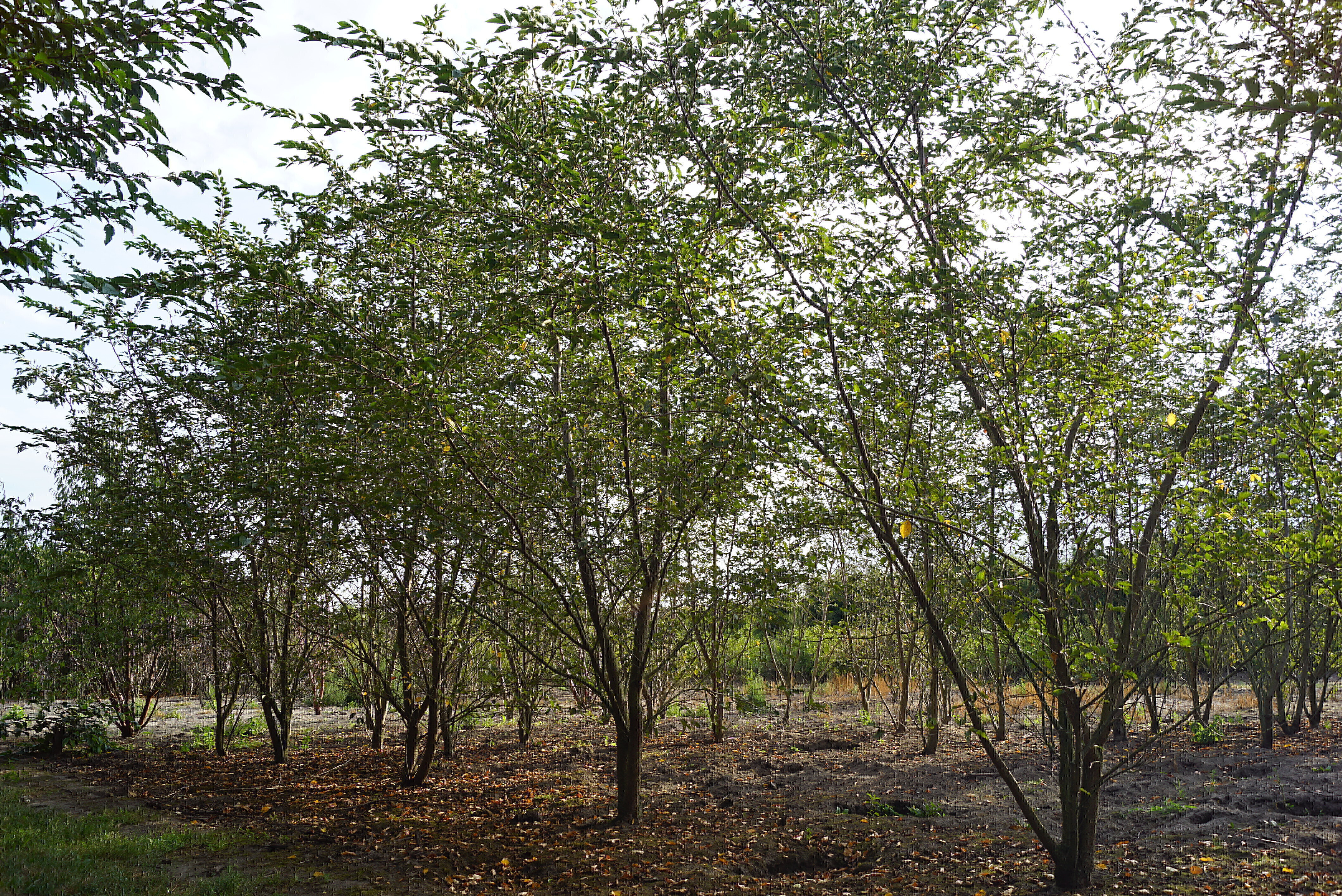 Prunus 'Accolade' (2)-1